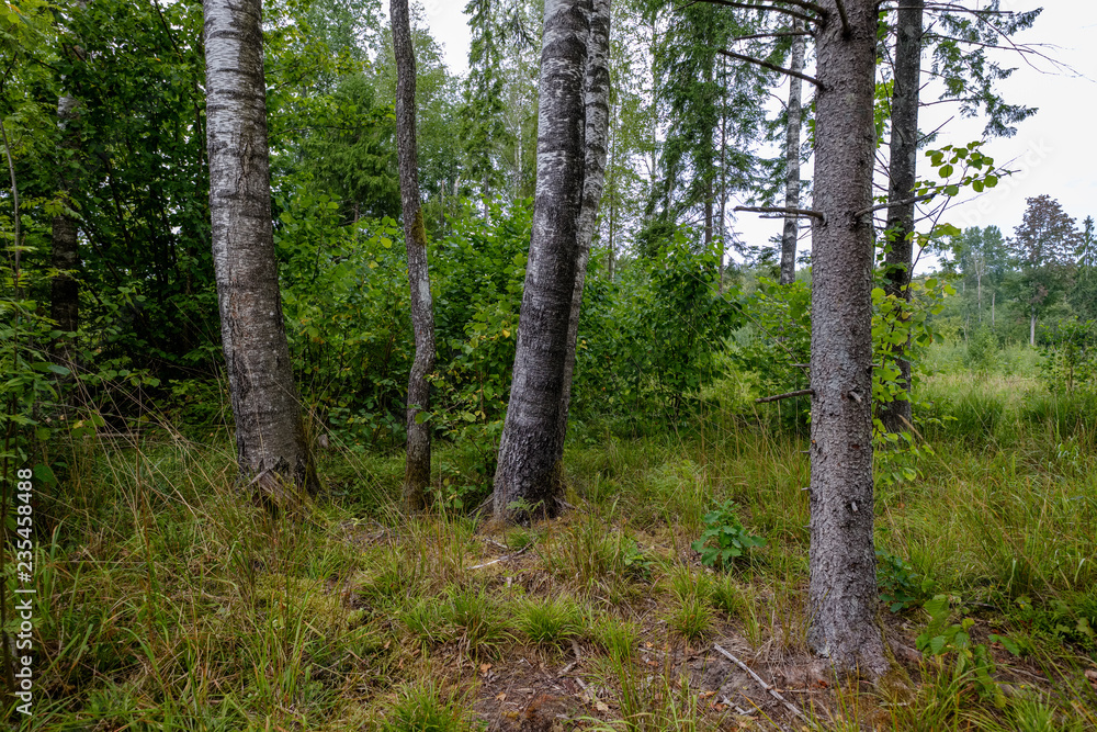 Fototapeta premium beautiful birch tree trunks, branches and leaves in natural environment