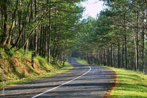 Foto Beautiful road through pine forest