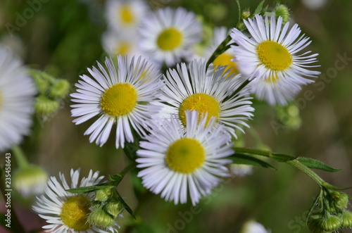 field of daisies