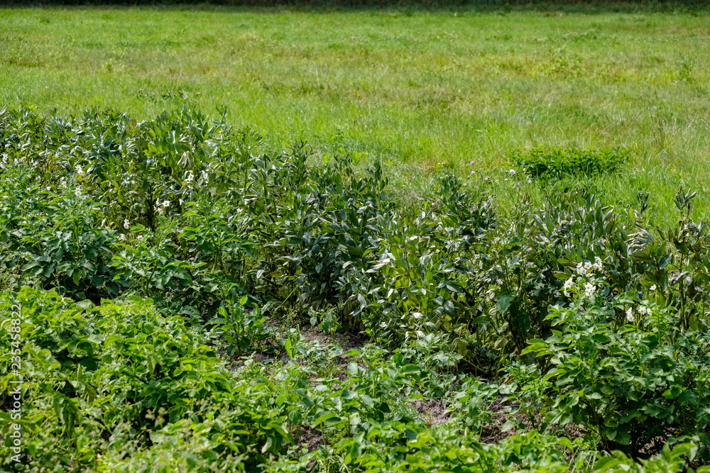 deep green foliage in summer light for backgrounds or textures deep green foliage in summer light for backgrounds or textures
