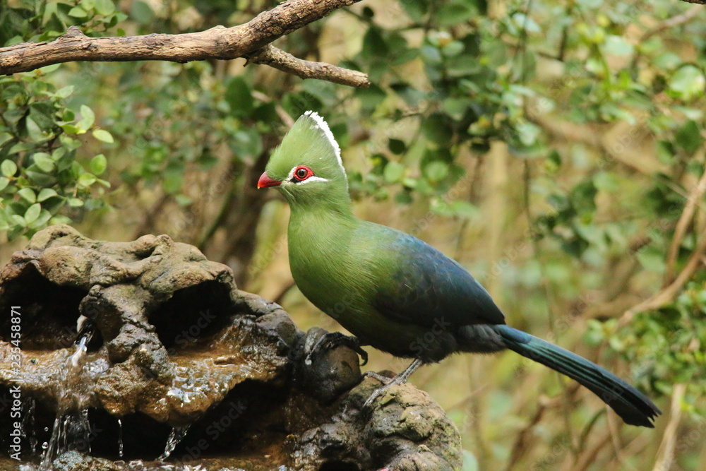 Fototapeta premium Beautiful green Knysna Turaco drinking at a water feature..