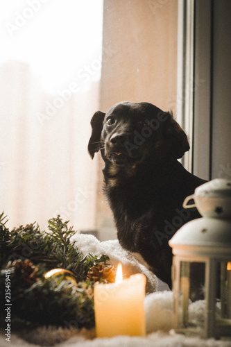 dachshund in the new year