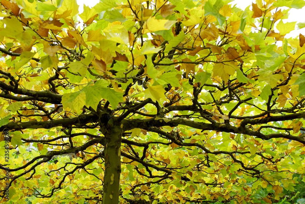 Fototapeta premium Platane,Herbst,Laubfärbung
