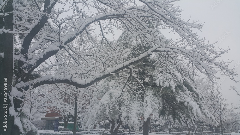 snow on ground and tree branches in winter snowfall season