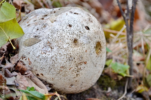 Paltry puffball mushroom, Ontario, Canada