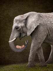 Elephant holding a newborn baby in his trunk