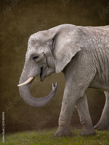 Photography Elephant for digital composites suitable for baby photoshop