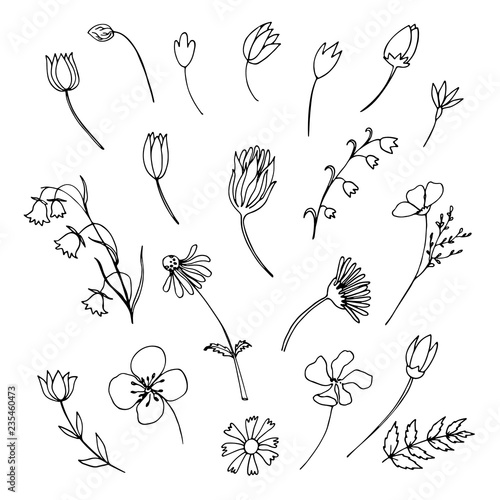 hand drawn flowers set, vector art