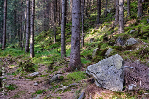 evergreen forest with spruce and pine tree under branches