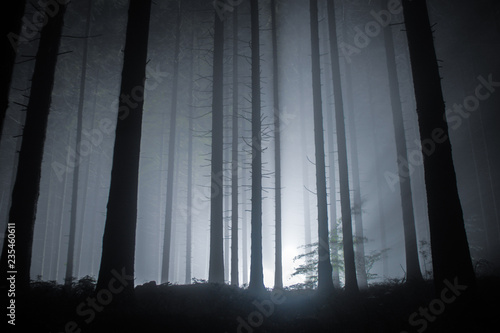 moody forest © Henry