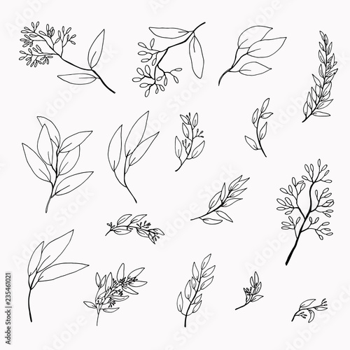set of hand drawn eucalyptus twigs