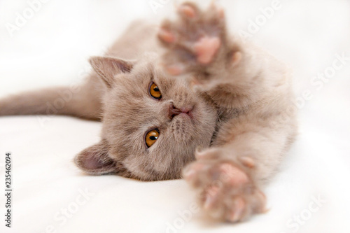 Gentle kitten stretches lying on a light background, British lilac kitten with orange eyes.