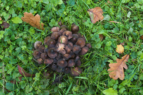 Pile of Fungi in a field of grass