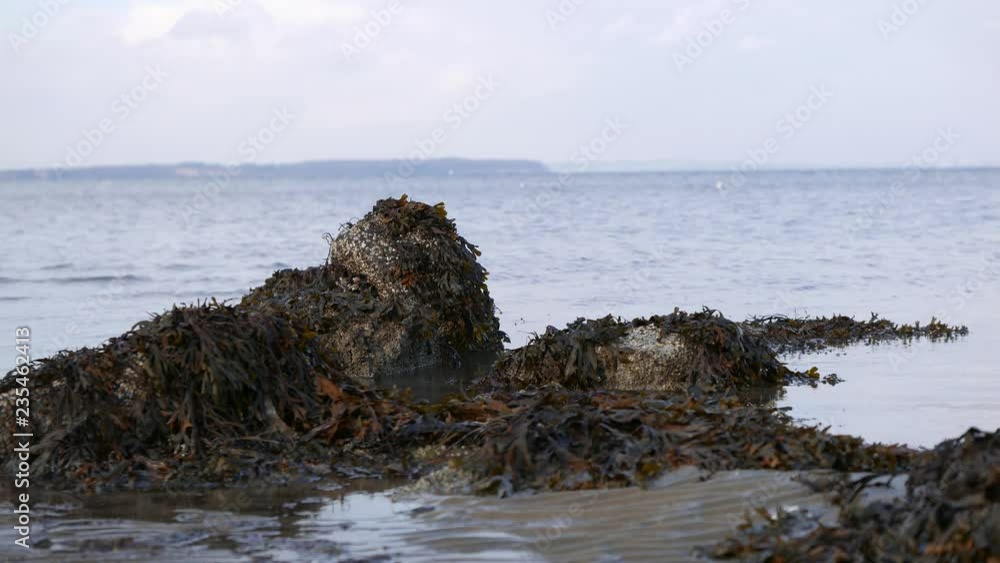 Seaweed piles on the beach and seagulls in the background Seaweed piles on the beach and seagulls in the background