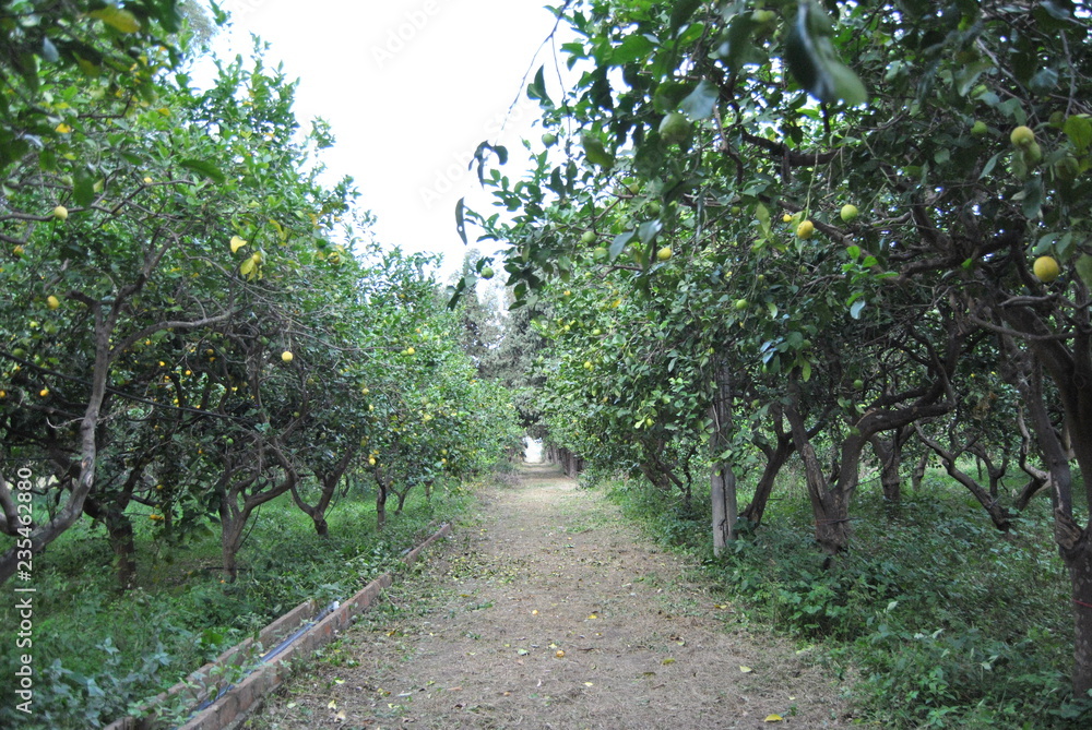 Alberi di limoni Alberi di limoni