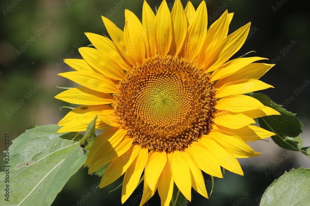 BEAUTIFUL SUNFLOWER BLOOM BEAUTIFUL SUNFLOWER BLOOM