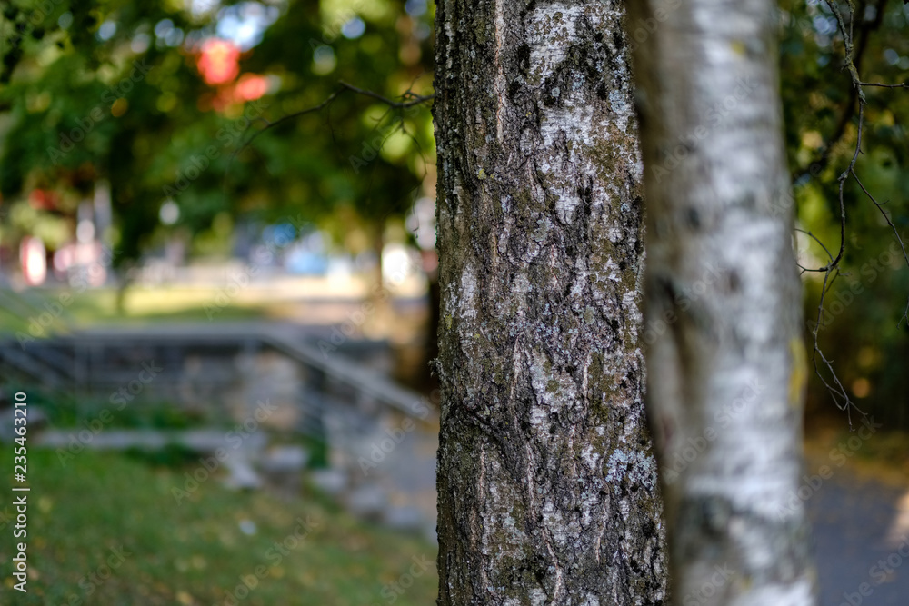 beautiful birch tree trunks, branches and leaves in natural environment beautiful birch tree trunks, branches and leaves in natural environment