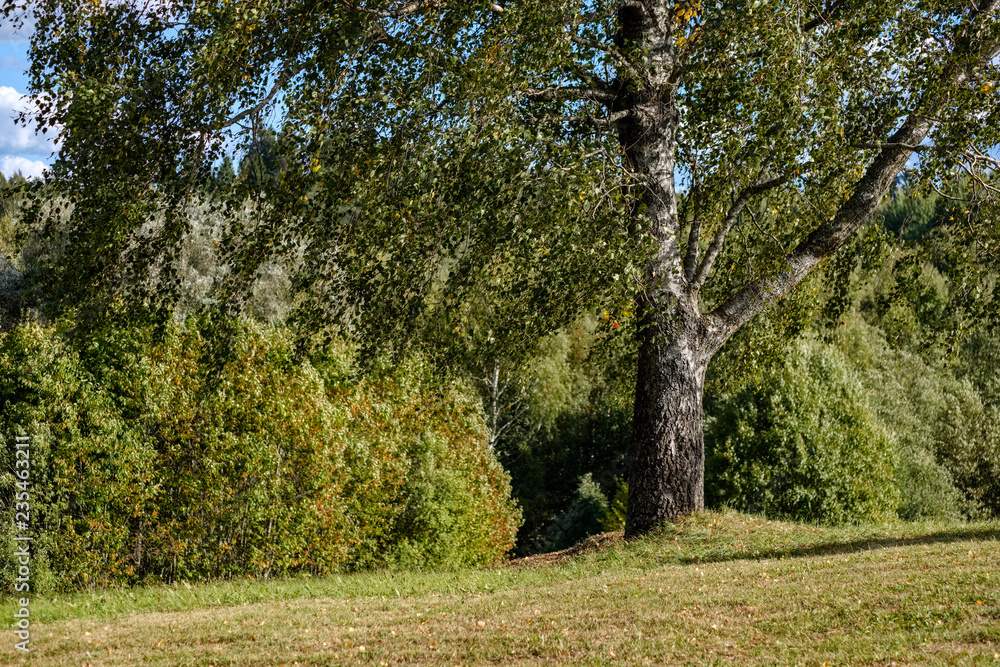 beautiful birch tree trunks, branches and leaves in natural environment beautiful birch tree trunks, branches and leaves in natural environment