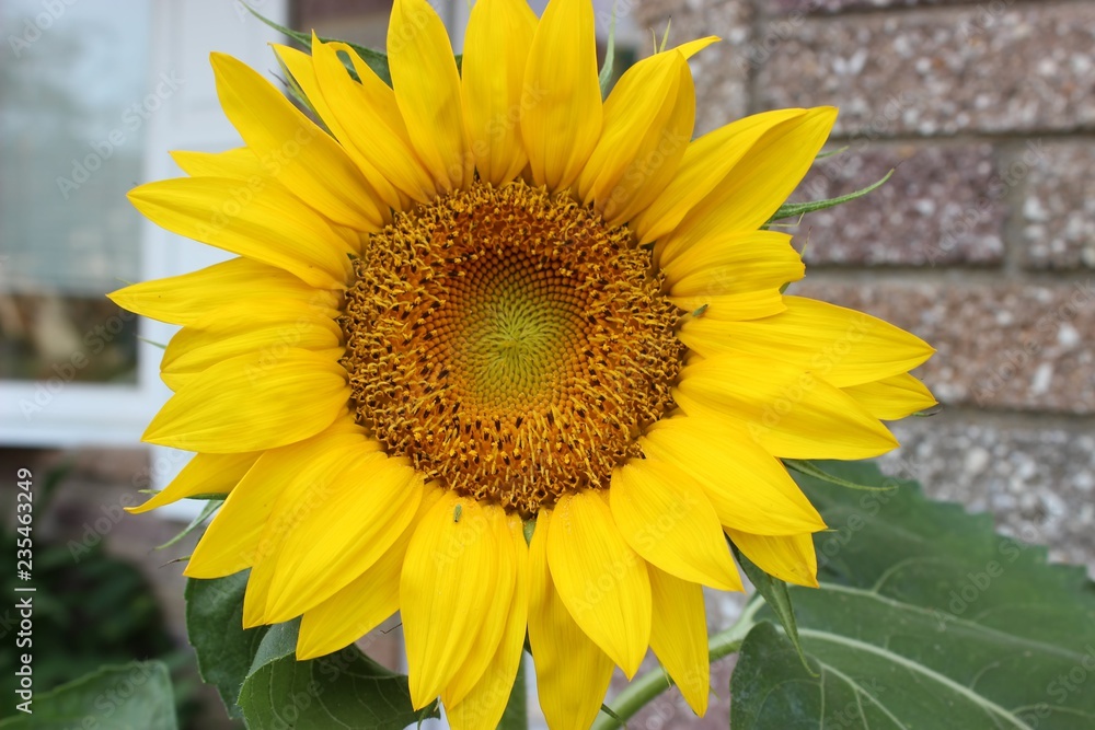 Naklejka premium BEAUTIFUL SUNFLOWER BLOOM