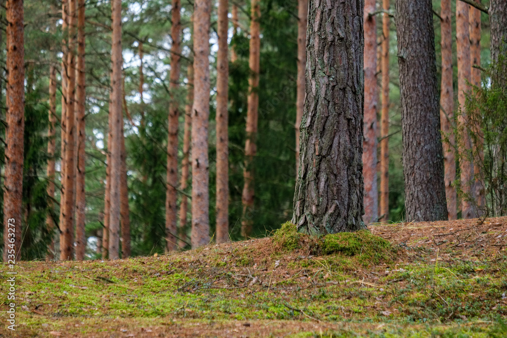 evergreen forest with spruce and pine tree under branches evergreen forest with spruce and pine tree under branches