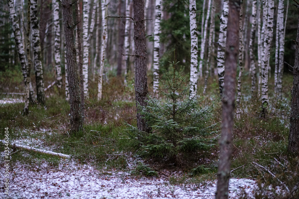 swamp landscape view with dry distant trees and first snow swamp landscape view with dry distant trees and first snow