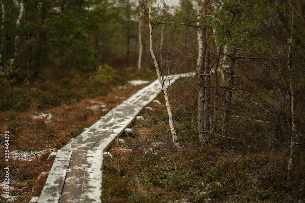 wooden plank footpath boardwalk in swamp area for recreation tourists wooden plank footpath boardwalk in swamp area for recreation tourists
