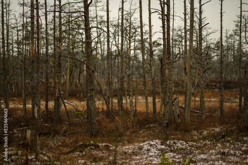 swamp landscape view with dry distant trees and first snow