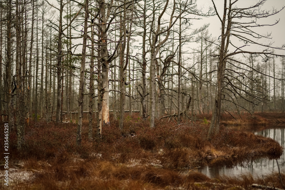 swamp landscape view with dry distant trees and first snow swamp landscape view with dry distant trees and first snow