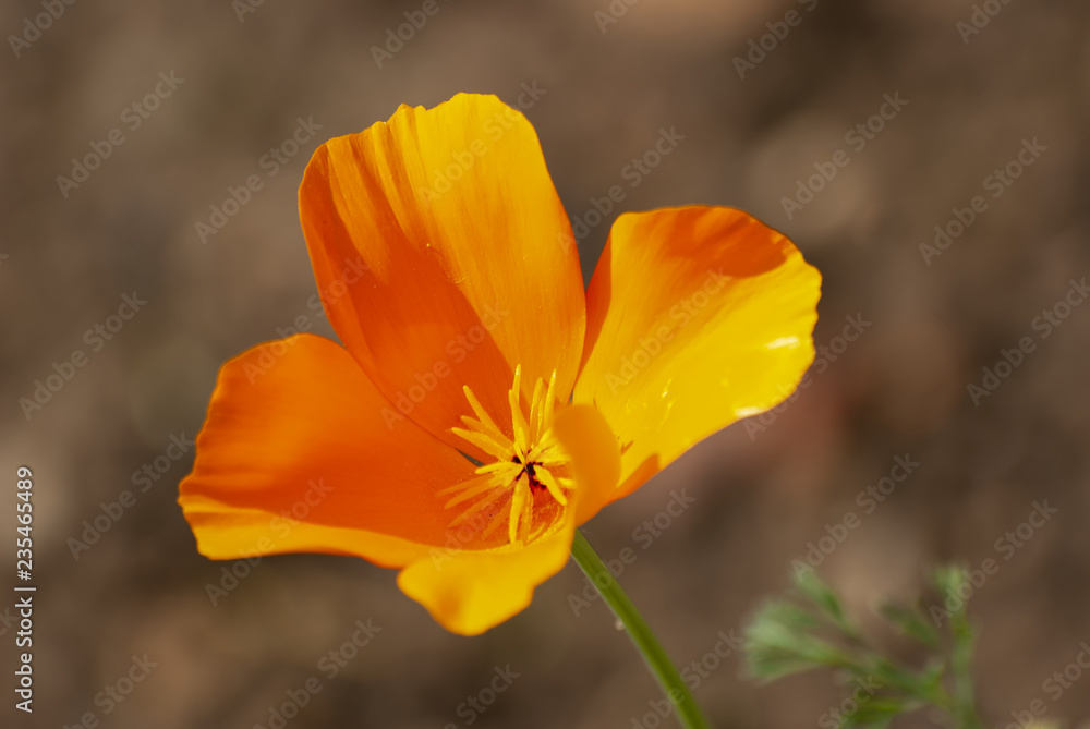Fototapeta premium california poppy