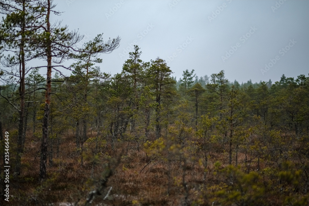swamp landscape view with dry distant trees and first snow swamp landscape view with dry distant trees and first snow
