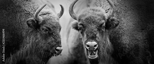 european bisons close up
