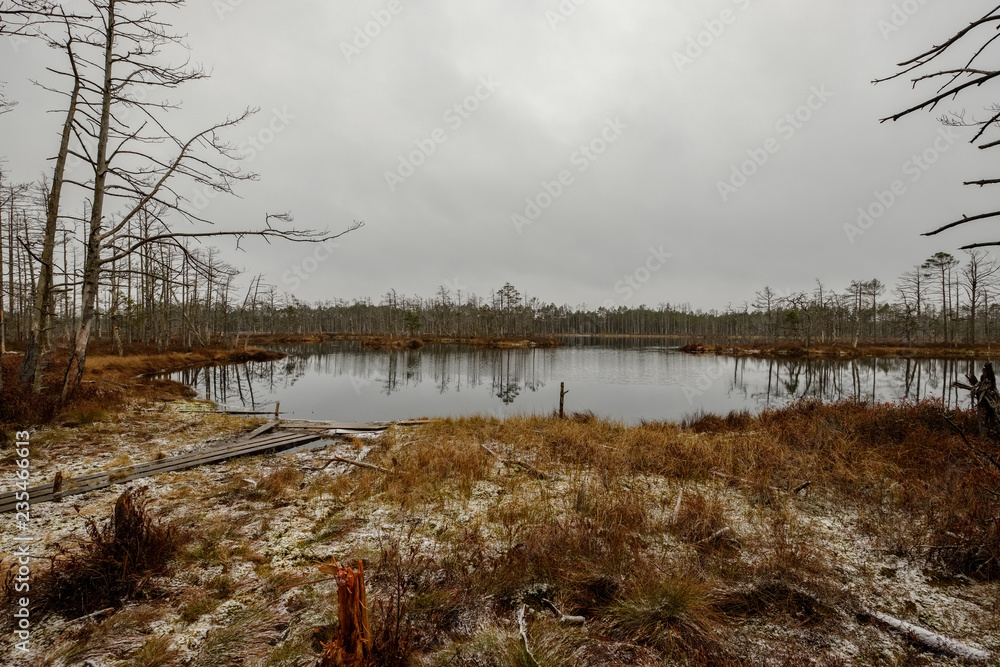 swamp landscape view with dry pine trees, reflections in water and first snow swamp landscape view with dry pine trees, reflections in water and first snow
