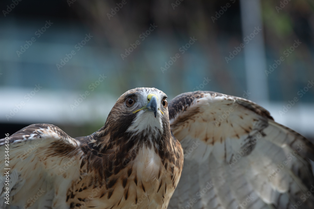 Obraz premium The isolated portrait of hawk