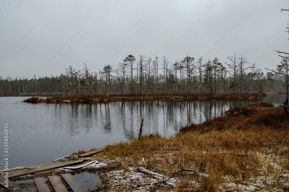 swamp landscape view with dry pine trees, reflections in water and first snow