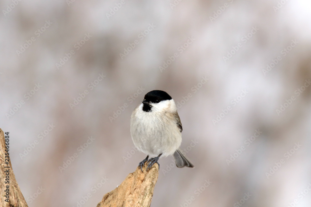 Sumpfmeise im Winter