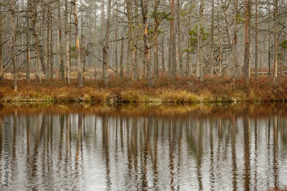 Fototapeta premium swamp landscape view with dry pine trees, reflections in water and first snow