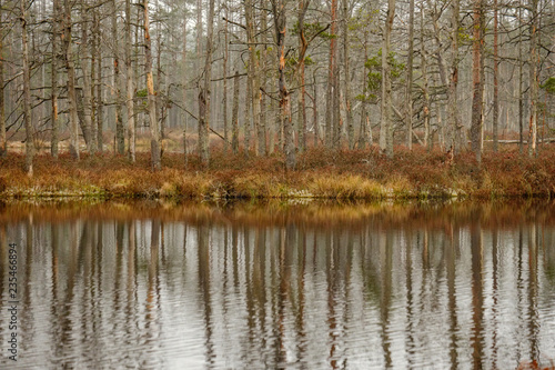 swamp landscape view with dry pine trees  reflections in water and first snow