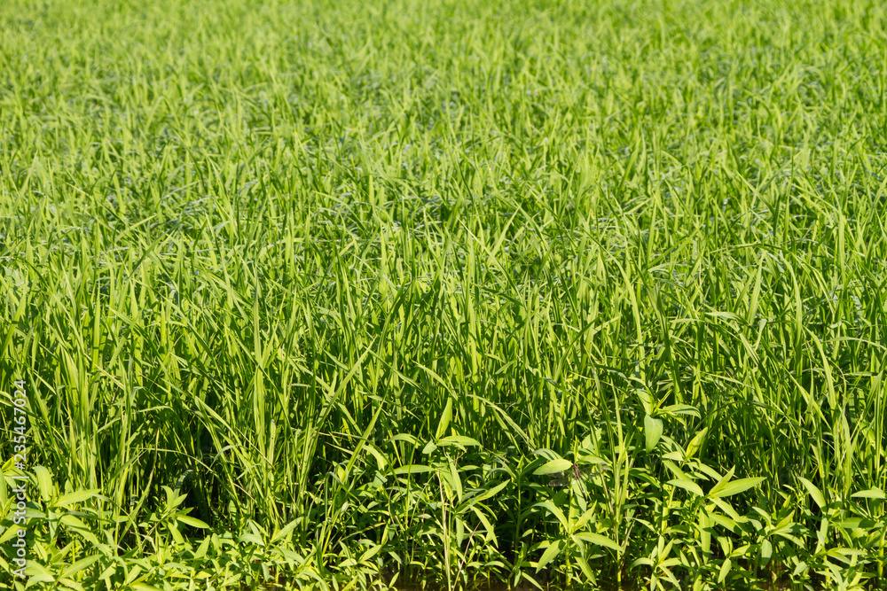 Background of a green grass. Green grass texture Background of a green grass. Green grass texture