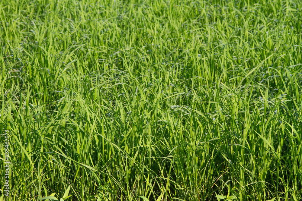 Green grass field with drops of morning Green grass field with drops of morning