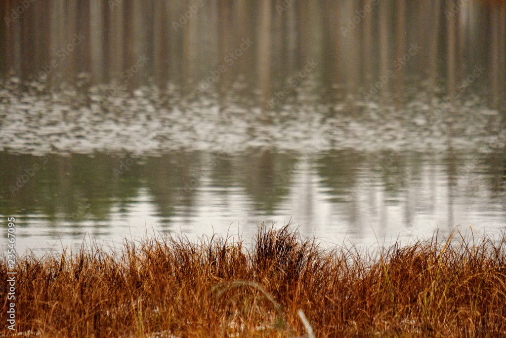 swamp landscape view with dry pine trees, reflections in water and first snow swamp landscape view with dry pine trees, reflections in water and first snow