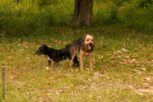 cachorro