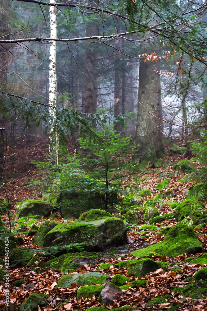 Obraz premium Beautiful coniferous mountain forest in the fog. Natural background.