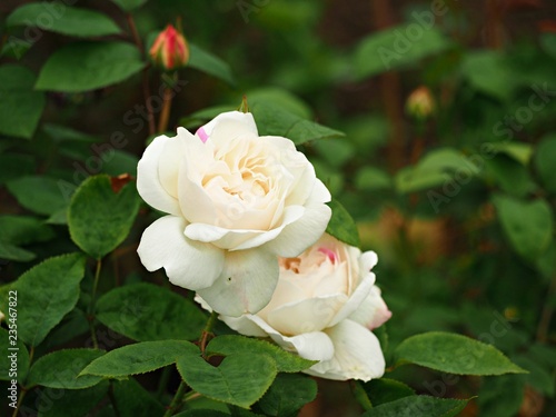 Two beautiful white roses and a bud on a bush in a garden