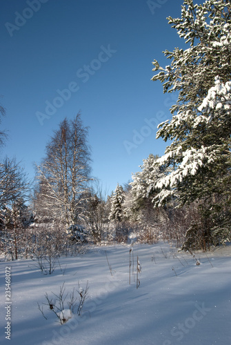 Winter sunny day on Lake Vodlozero in the Vodlozersky National Park in Karelia (Russia) photo