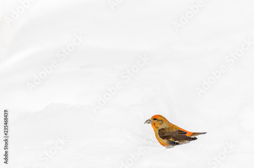 Klest bird in winter forest in snow © jackson82