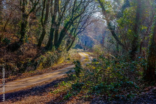 Woodland walk © Tony Martin Long