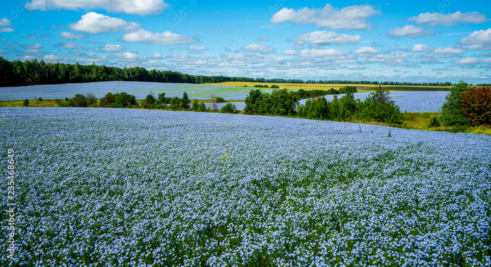 Flax flowers. Flax field, flax blooming, flax agricultural cultivation. - obrazy, fototapety, plakaty 