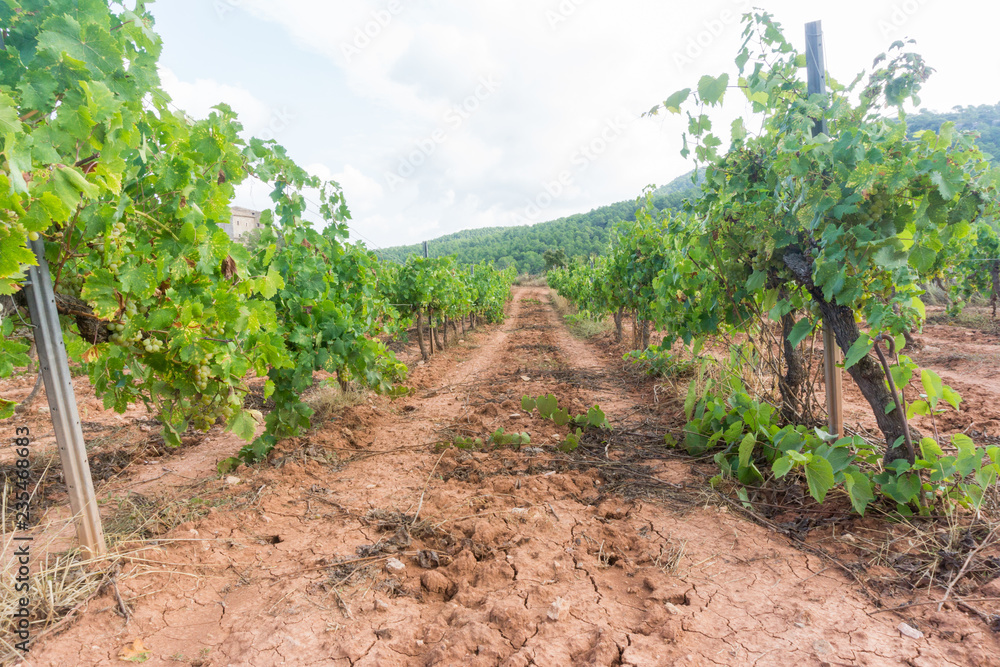 rows in a vineyard