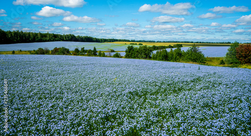 Flax flowers. Flax field, flax blooming, flax agricultural cultivation. photo