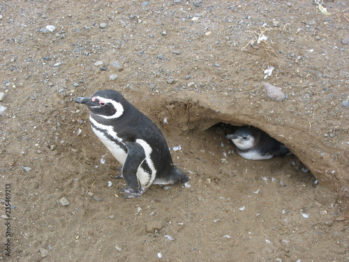 Pingüino en Isla Magdalena photo